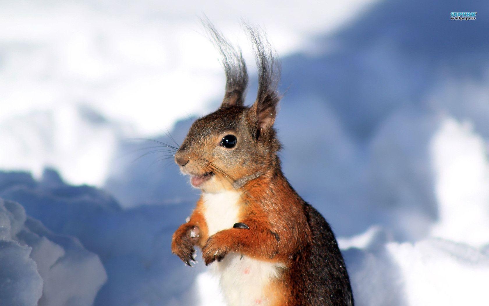 1680x1050 Fall Wallpaper With Squirrel, Desktop