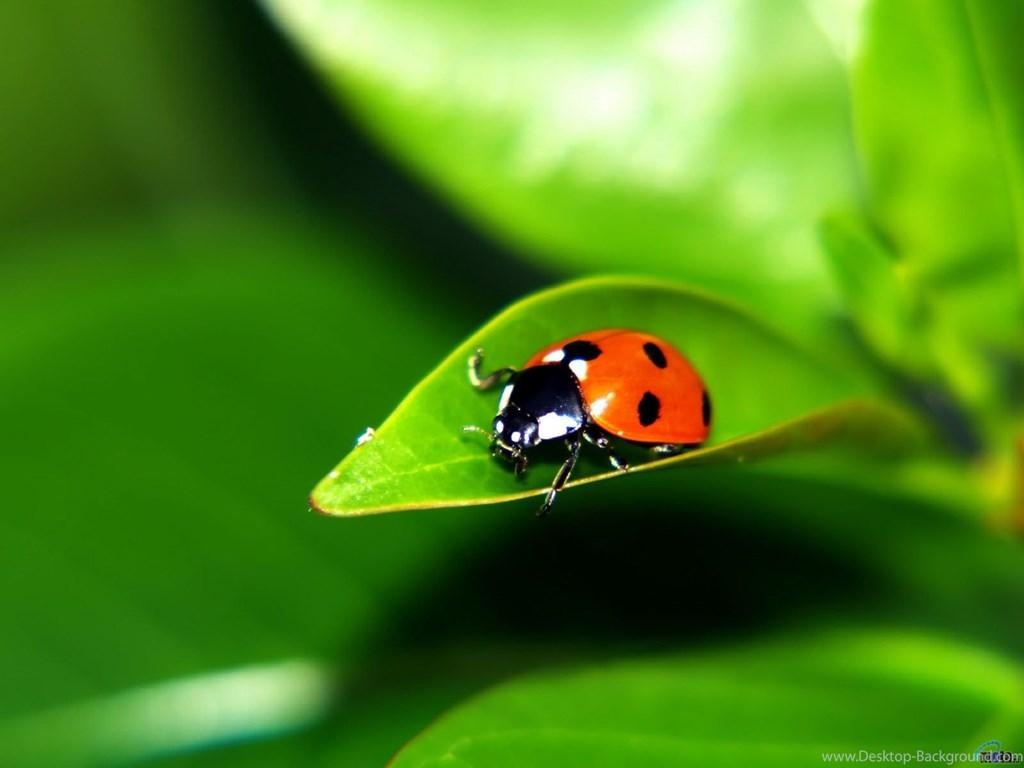 1030x770 Wallpaper Green, Ladybug, Leaf, Ladybird, Ladybird. Desktop Background, Desktop