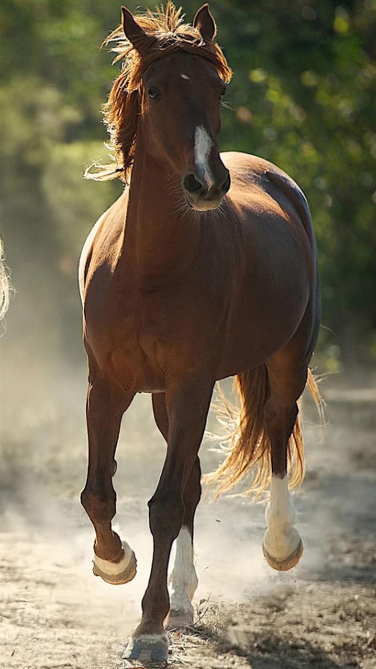 750x1340 Brown Horse iPhone 6 Wallpaper HD, Phone