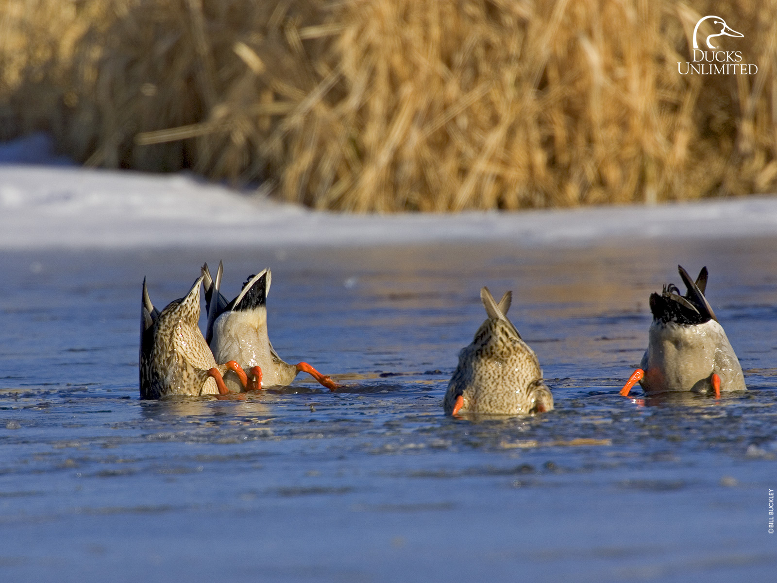 1600x1200 Waterfowl, Desktop