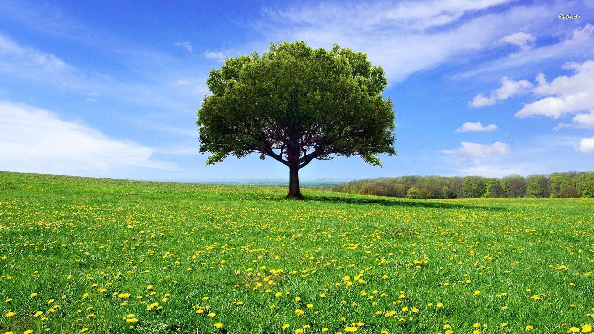 1920x1080 Wallpapertags On Dandelion Field HD Tablet Smartphone, Desktop