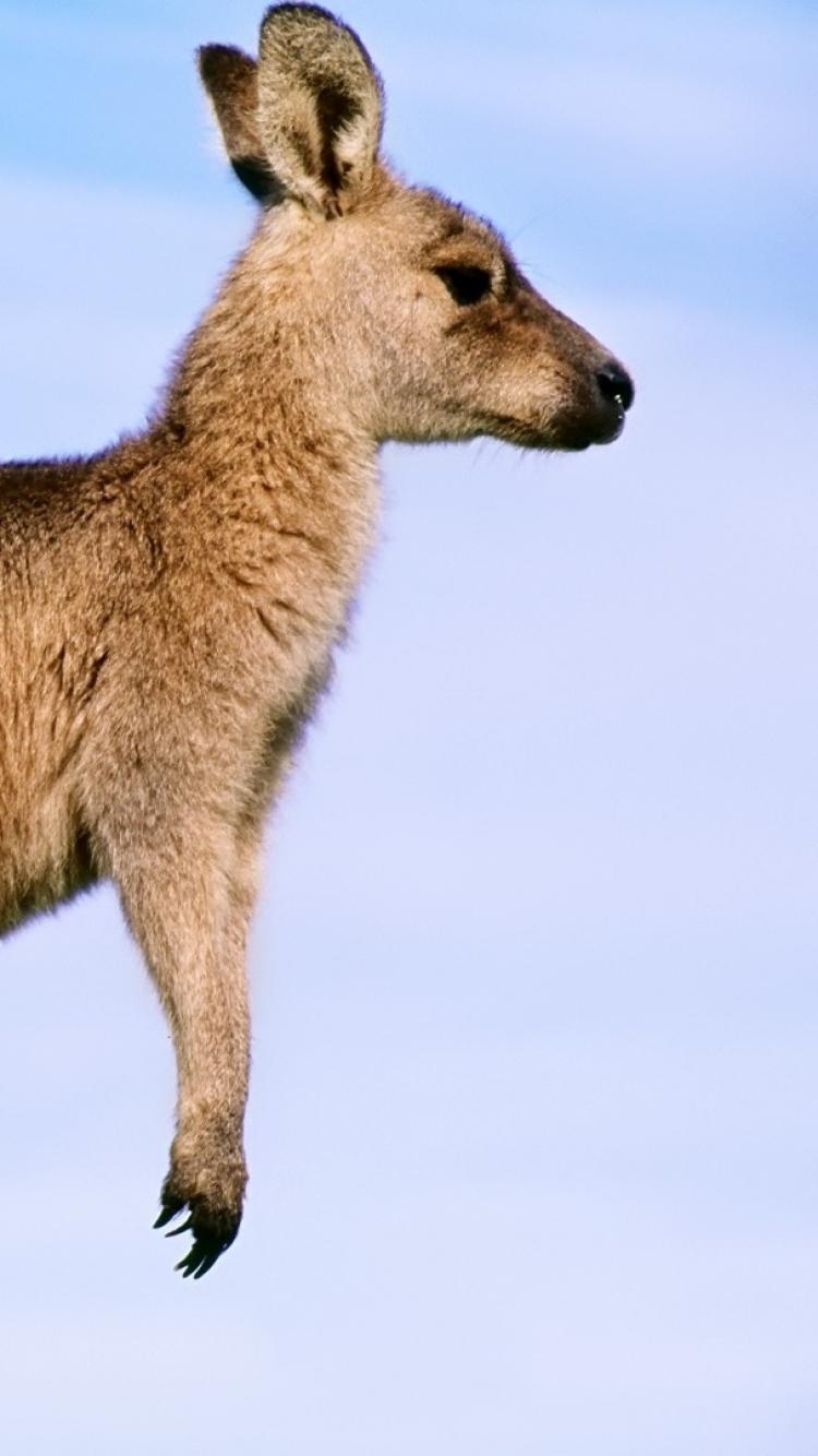 750x1340 kangaroo HD Photo Desktop Background Wallpaper Image Download, Phone