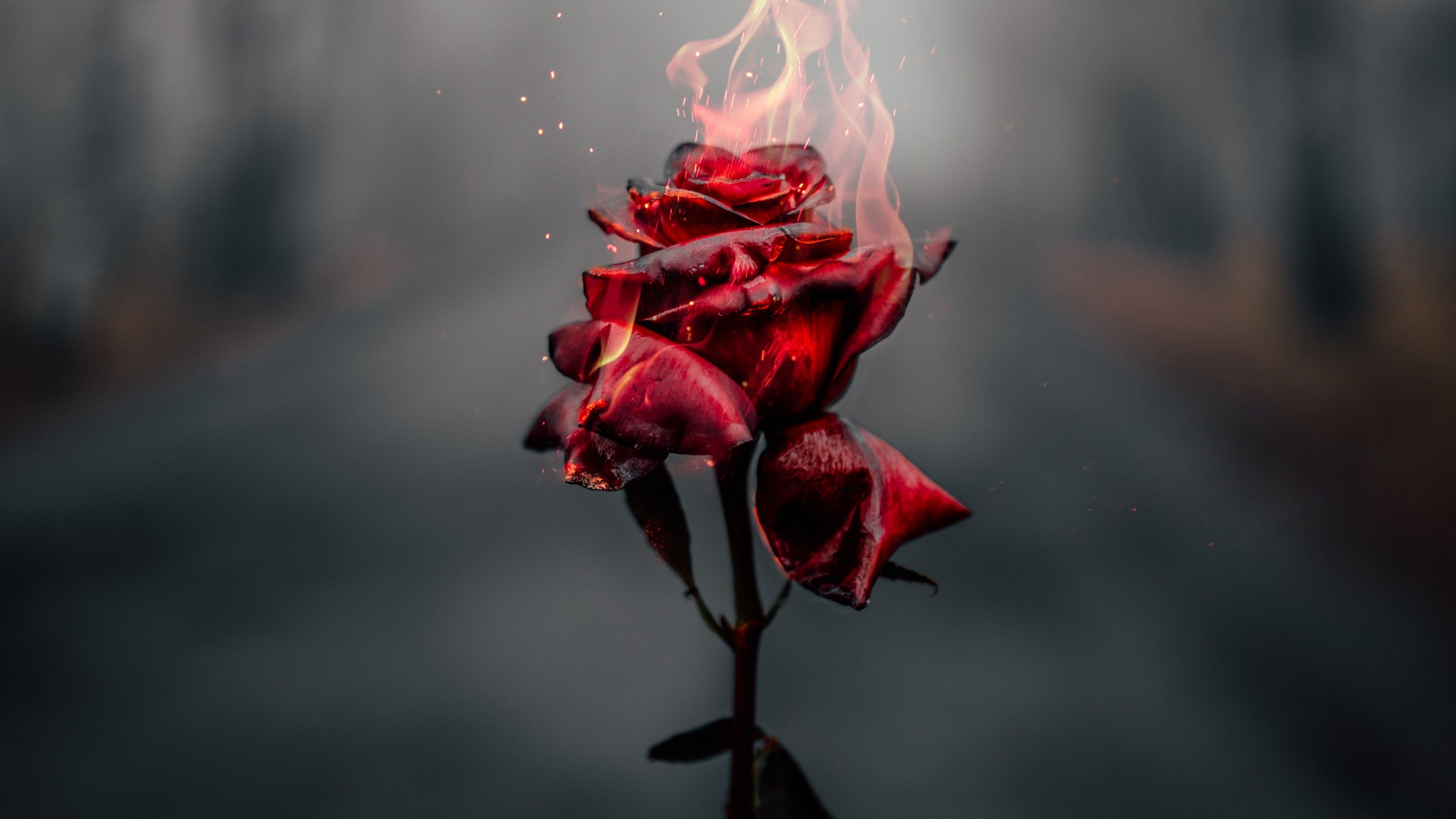 3840x2160 Rose flower 4K Wallpaper, Fire, Burning, Dark, Flowers, Desktop