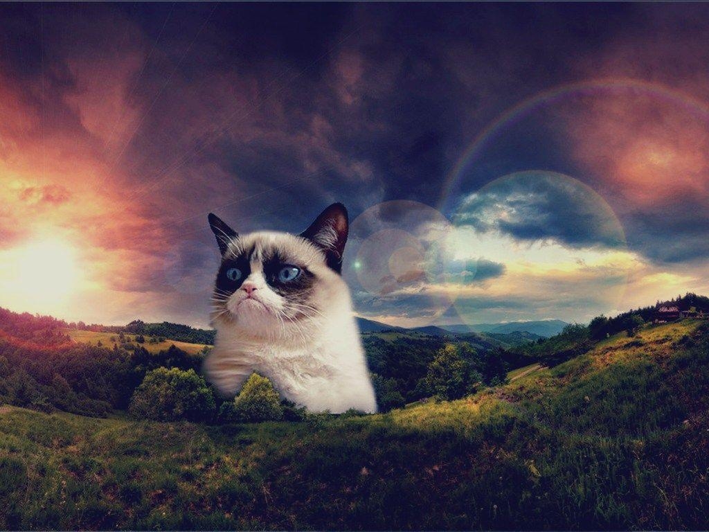 1030x770 Grumpy Cat Wallpaper Free Grumpy Cat Background, Desktop