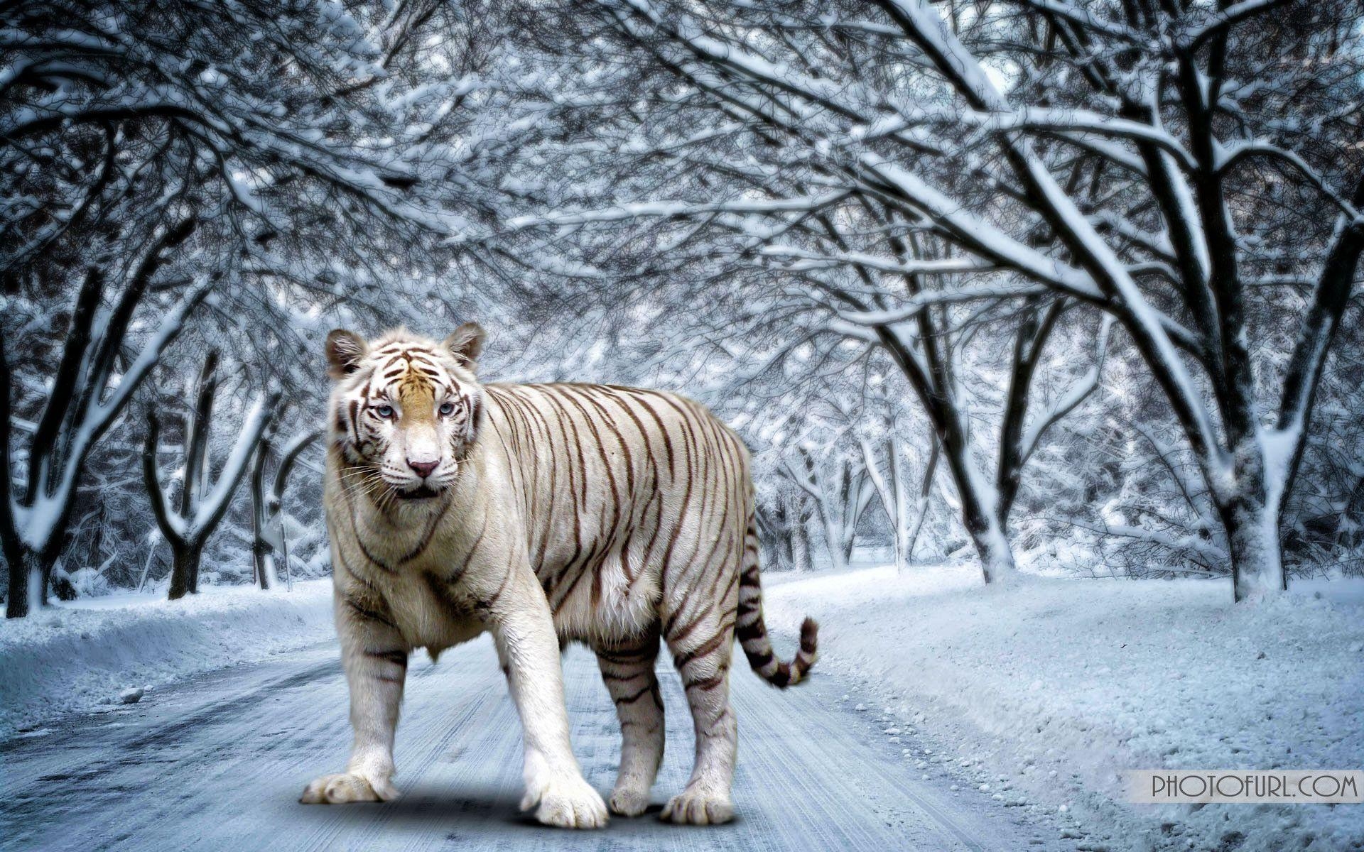 1920x1200 White Bengal Tiger Wallpaper and Background, Desktop