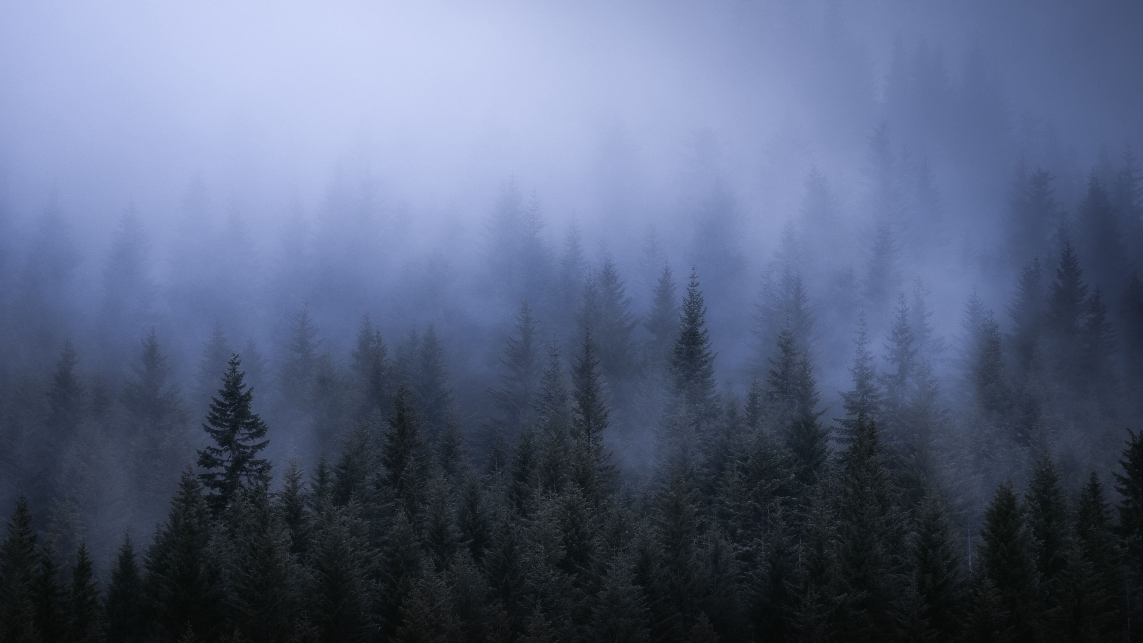 3840x2160 Fog Dark Forest Tress Landscape 5k Trees Wallpaper, Nature Wallpaper, Landscape Wallpaper, Hd Wallpaper, F. Forest Wallpaper, Landscape Wallpaper, Dark Forest, Desktop