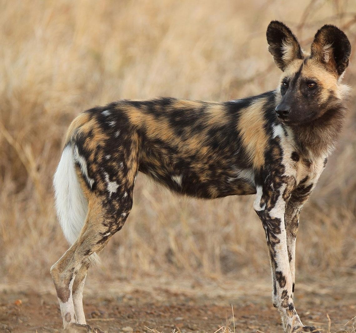 1140x1070 Download African Wild Dog Wallpaper, HD Background Download, Desktop