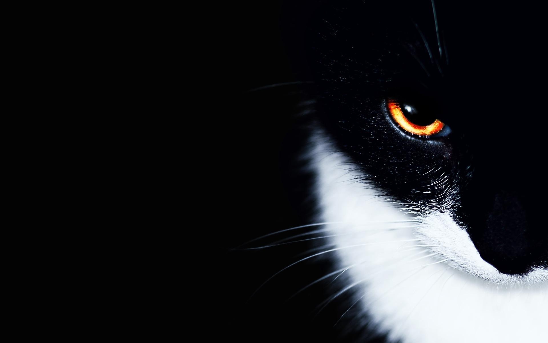 1920x1200 Cat eyes wallpaper Gallery, Desktop