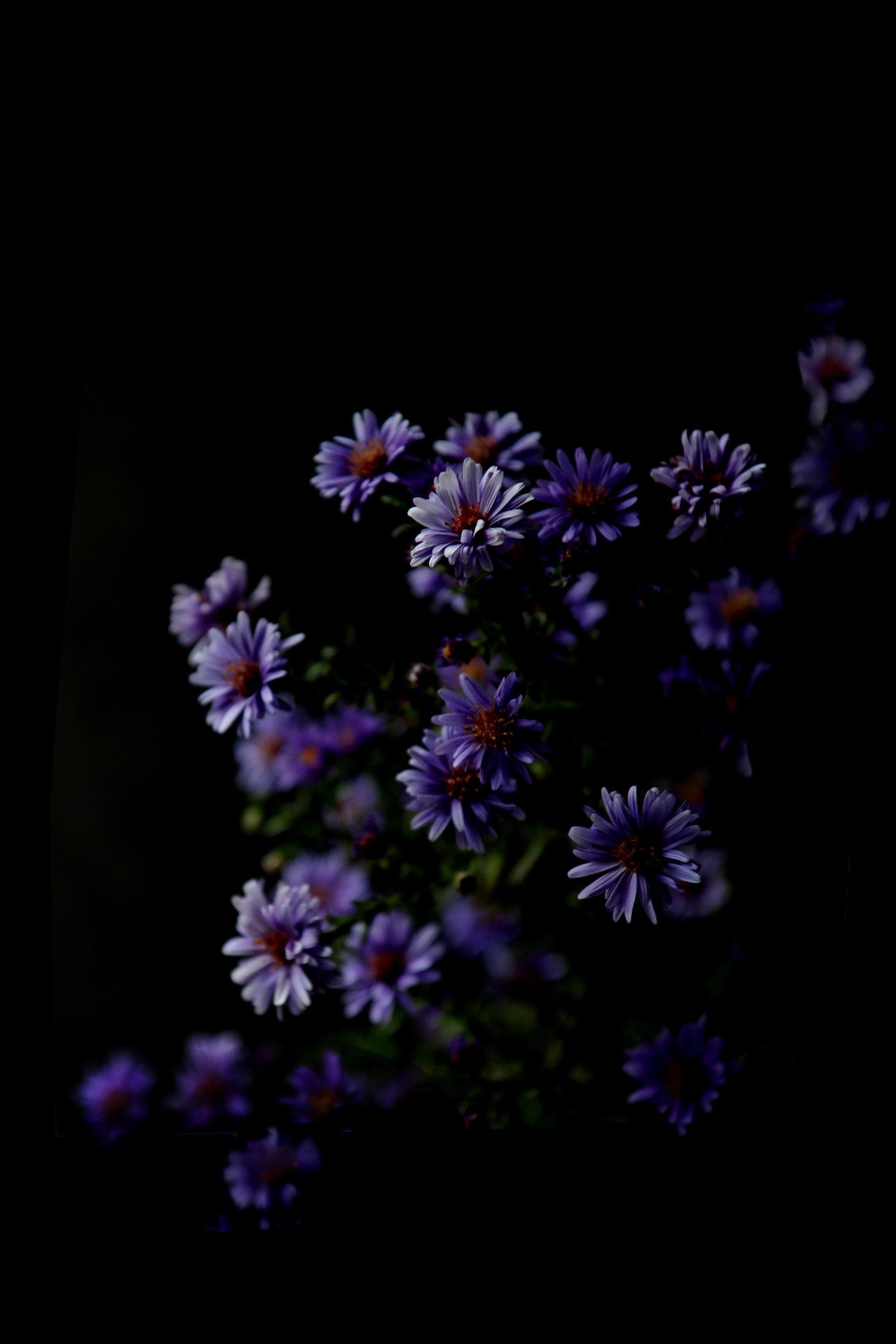 1800x2700 asters. STILL (mary jo hoffman). Dark purple flowers, Flower aesthetic, Dark flowers, Phone