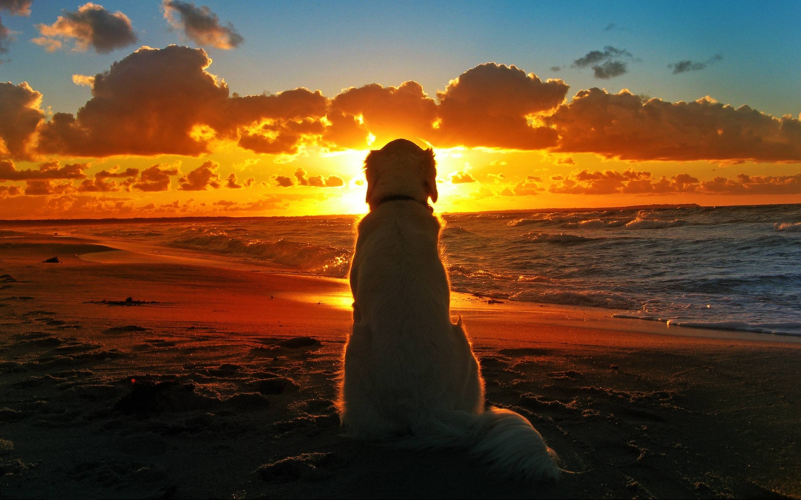 2560x1600 Labrador Retriever At Seashore, Desktop