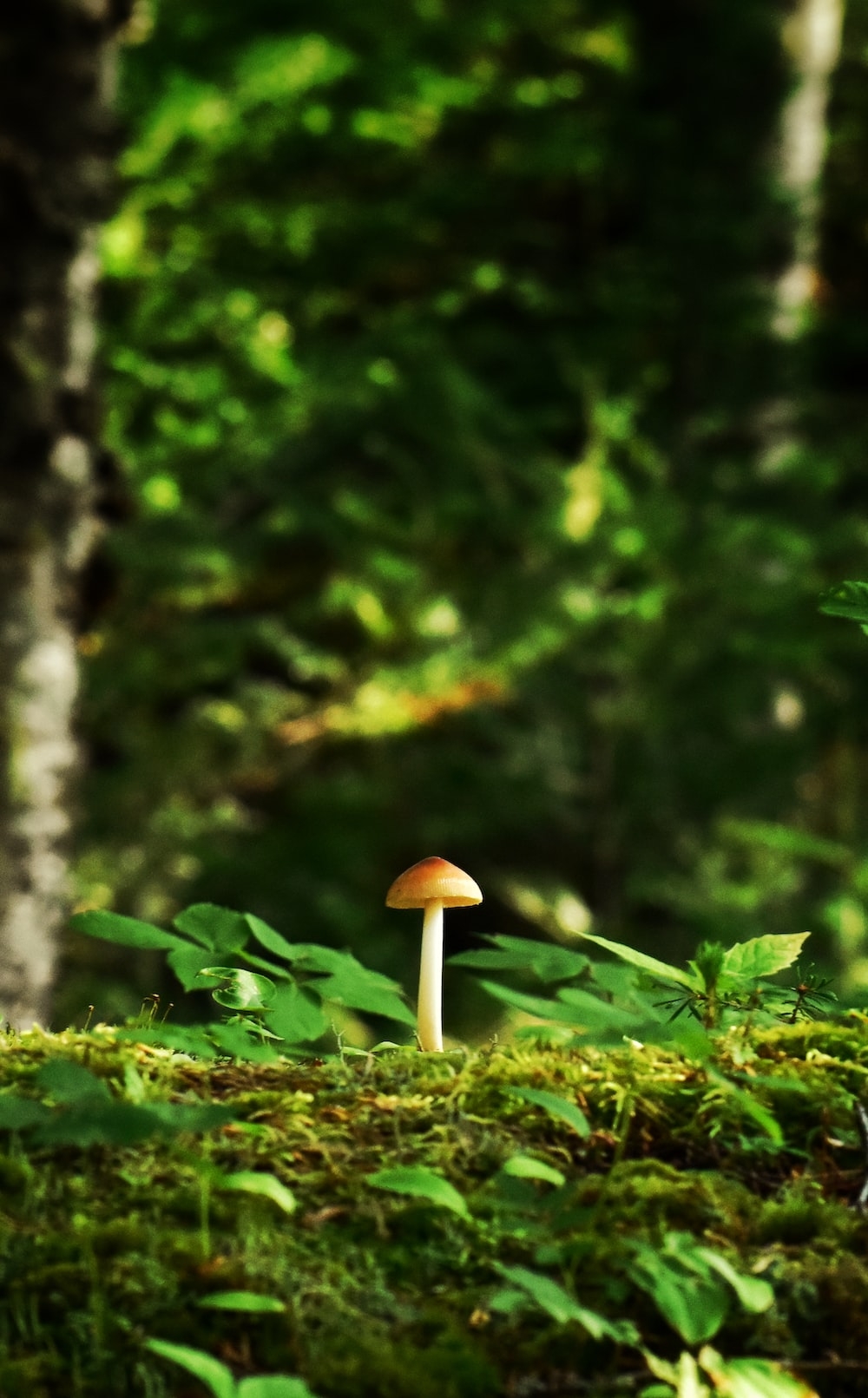 1000x1620 Forest Mushroom Picture. Download Free Image, Phone