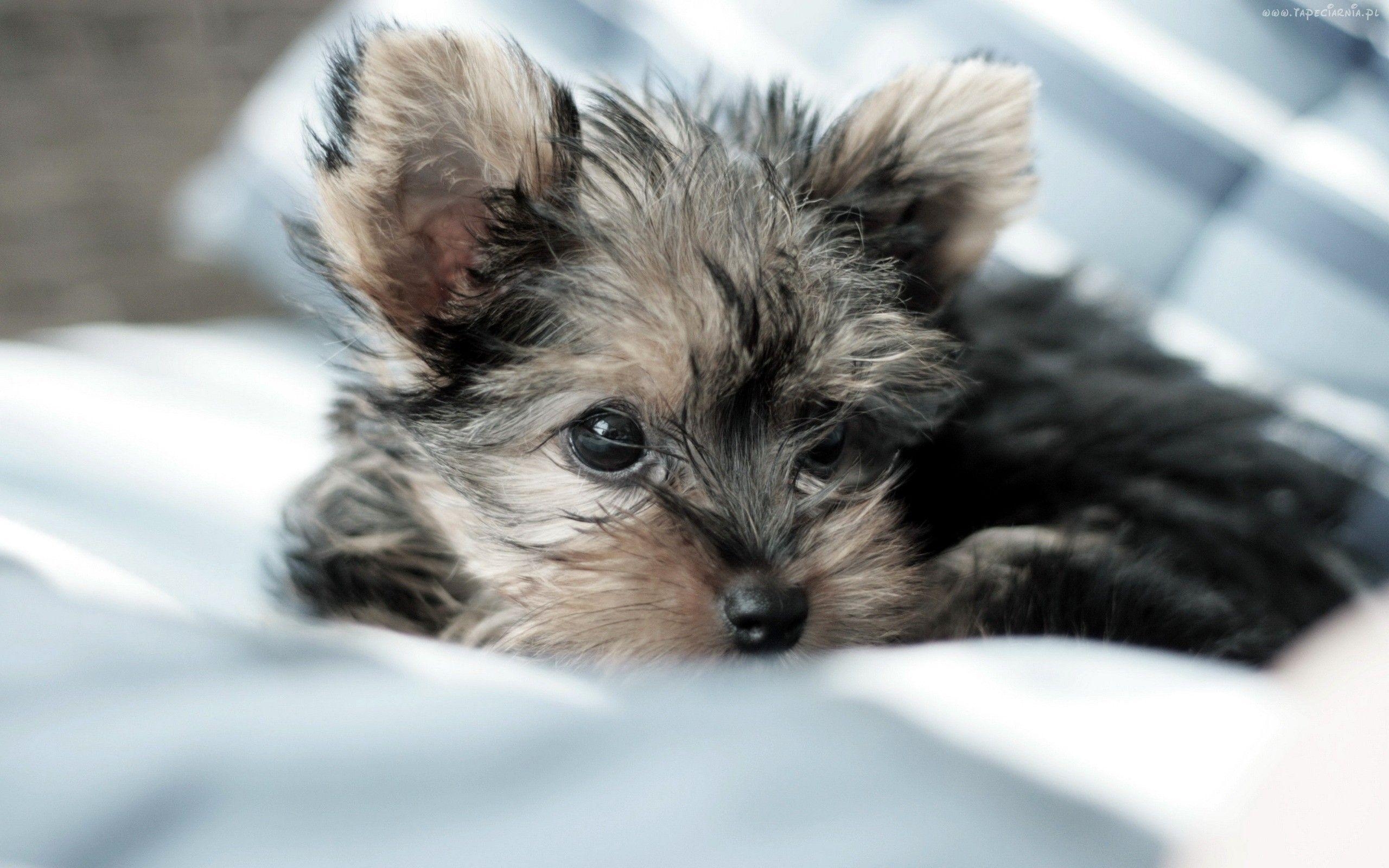 2560x1600 Yorkie Wallpaper for Desktop, Desktop