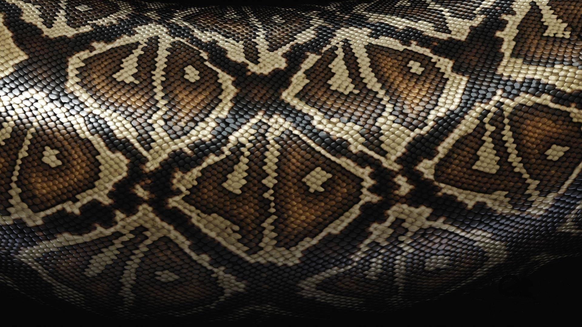 1920x1080 Download Wallpaper  Snake, Scales, Eyes Full HD 1080p HD, Desktop