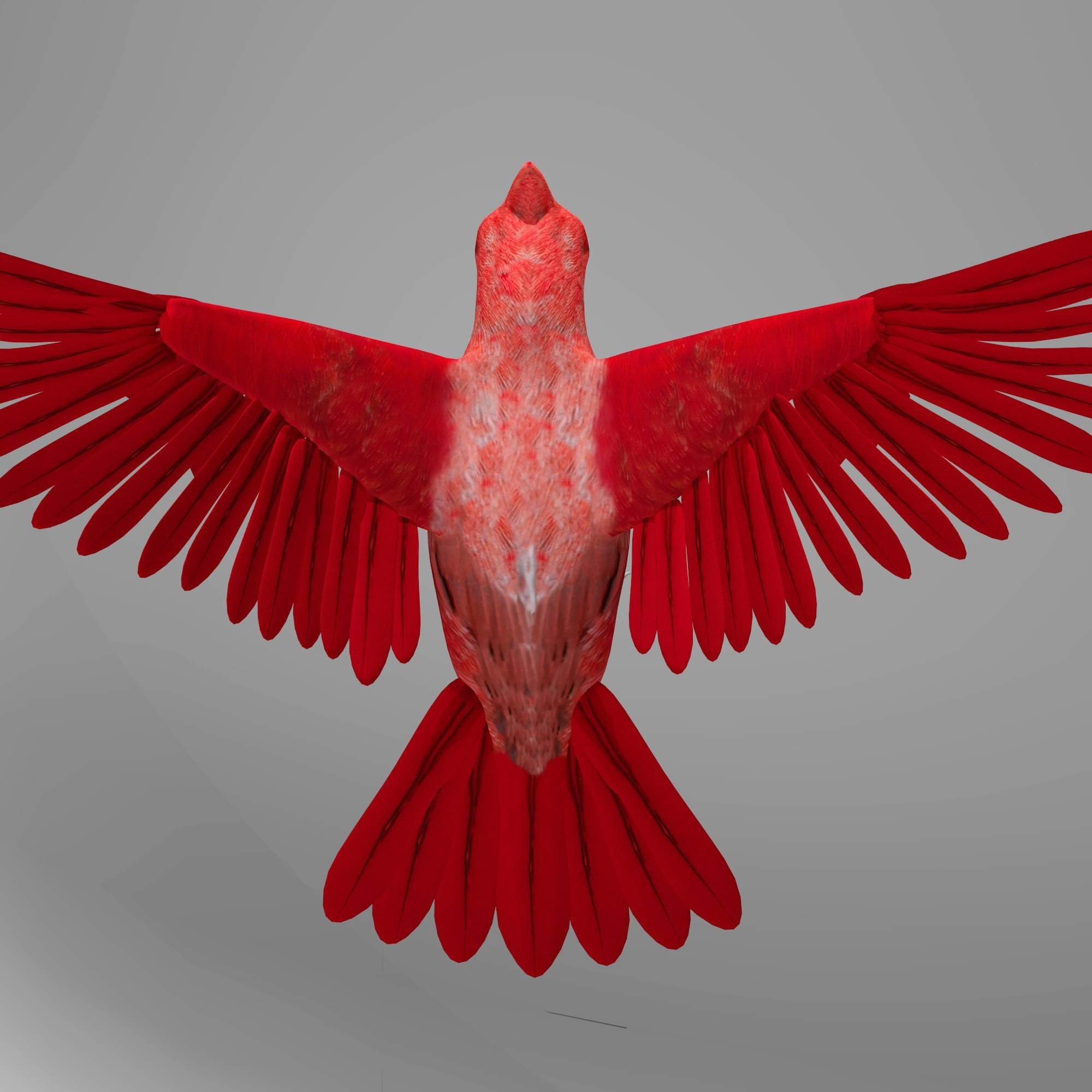 2000x2000 Northern Cardinal 3D Model, Phone