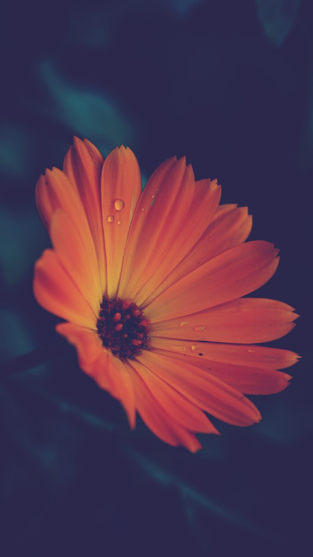 1000x1780 Orange flower in black background photo, Phone