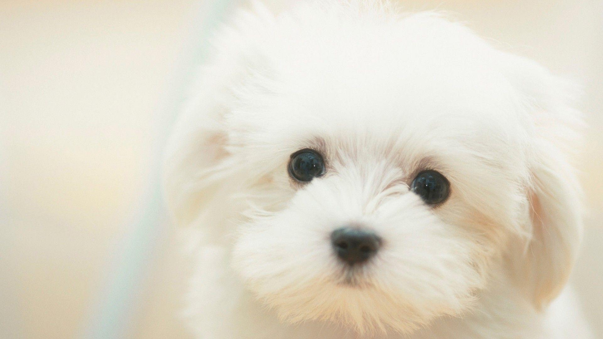 1920x1080 White Puppy Wallpaper Wallpaper Nature Free, Desktop