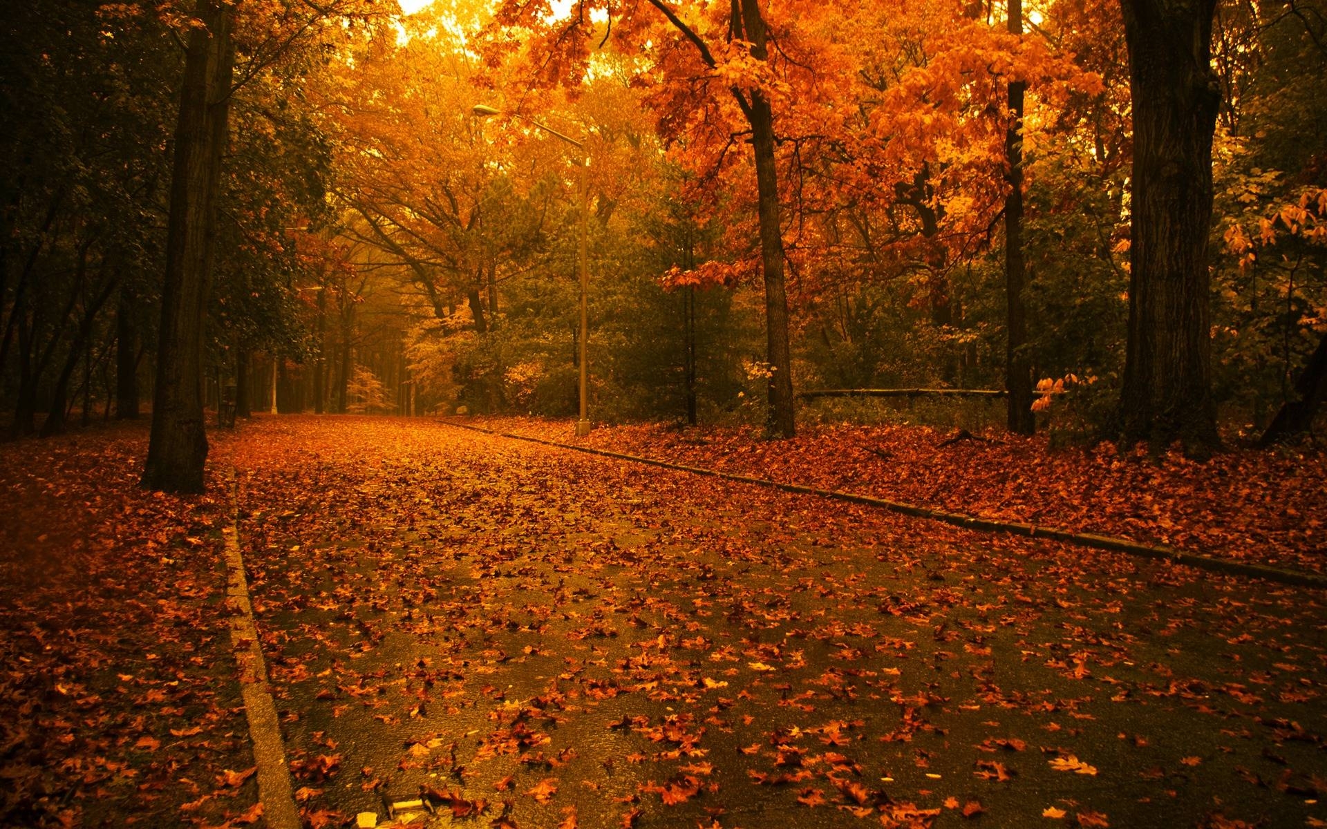 1920x1200 Fall for Desktop, wallpaper, Fall, Desktop