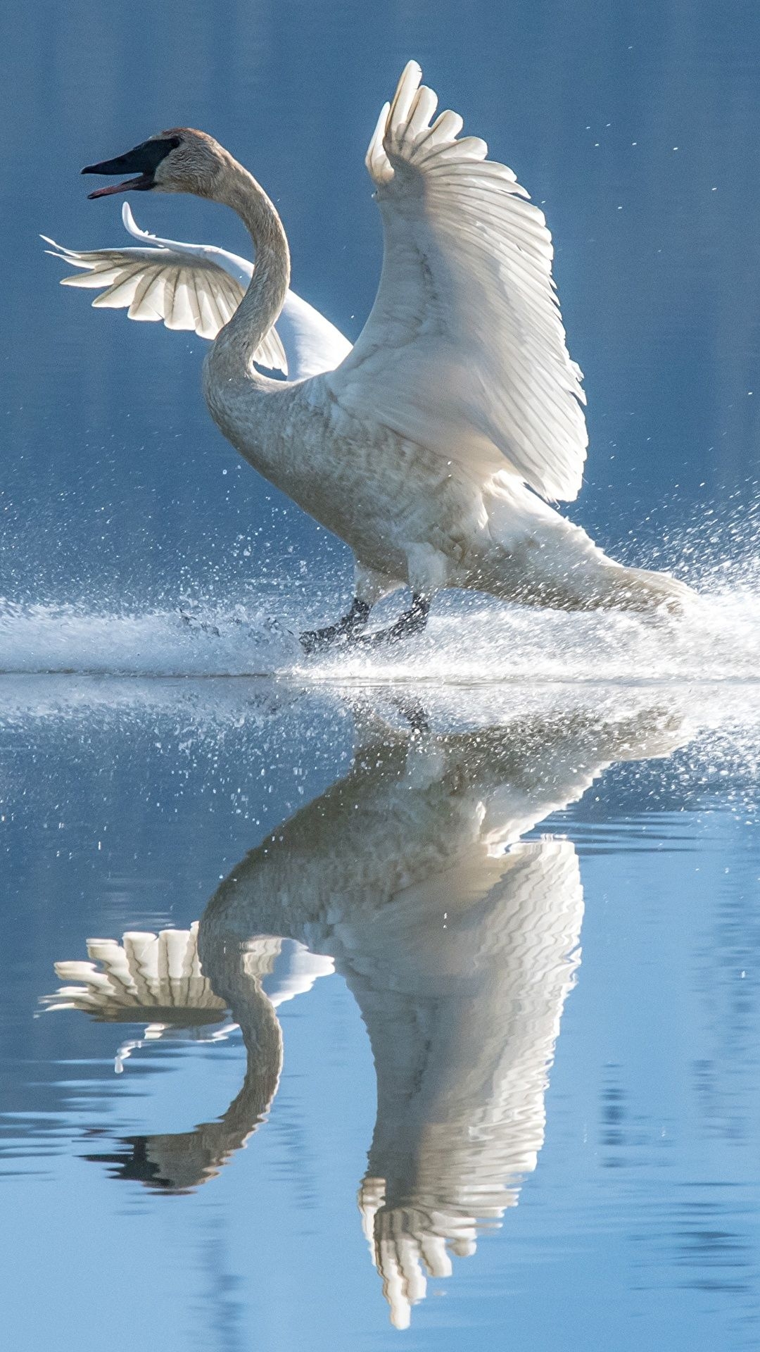 1080x1920 Desktop Wallpaper swan bird Wings White reflected Water, Phone