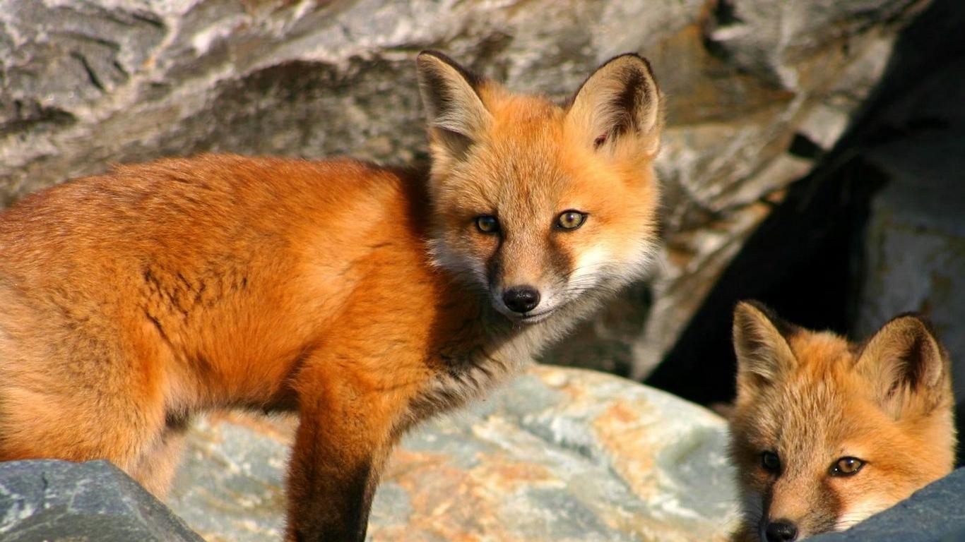 1370x770 Download wallpaper  fox, couple, stones, hiding, Desktop