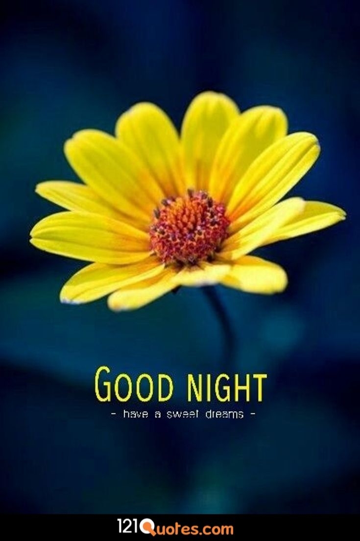 740x1110 Beautiful Good Night Image [Best Collection ], Phone