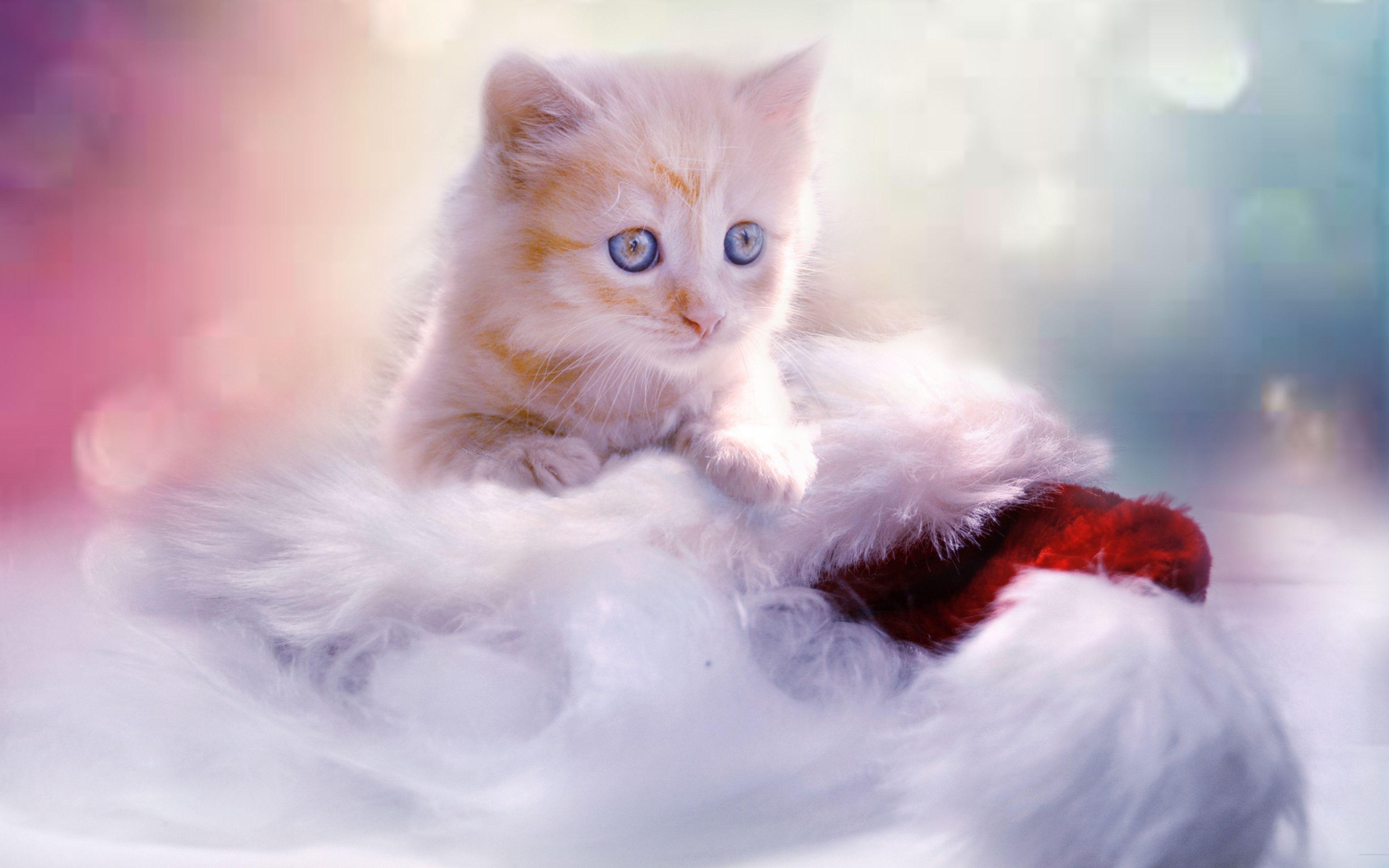 3840x2400 White christmas cute kitten Wallpaper and Free Stock, Desktop