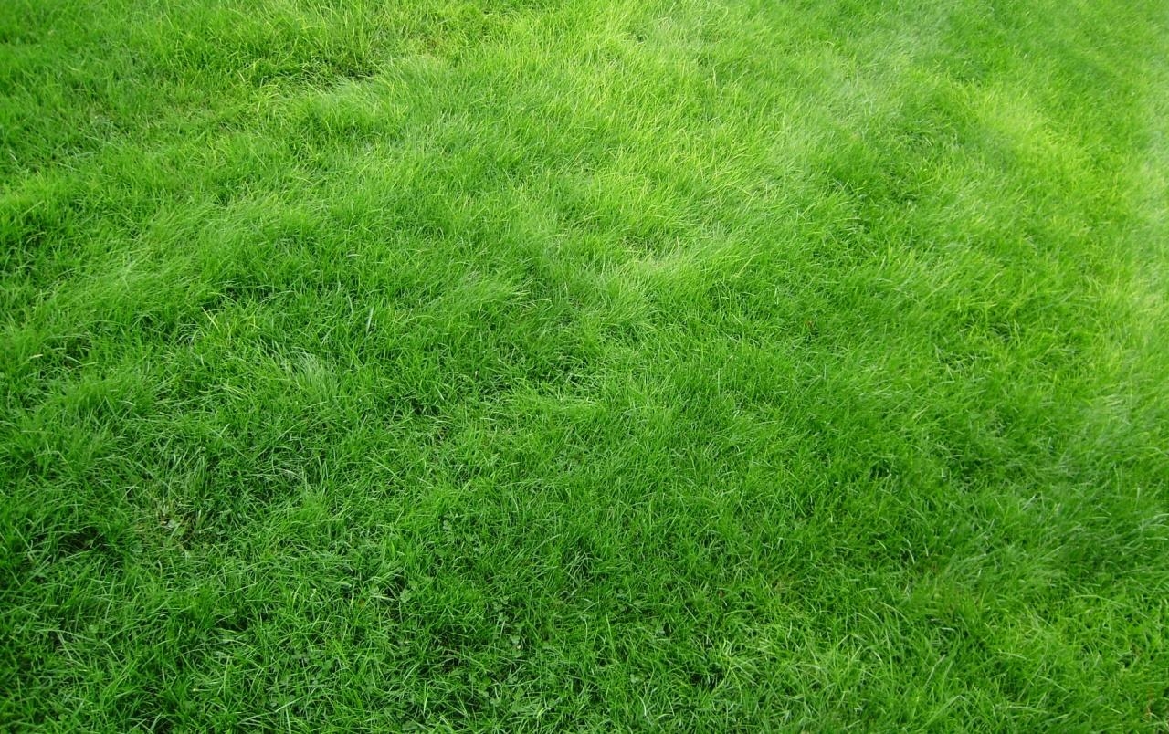 1280x810 Bright Green Grass wallpaper. Bright Green Grass, Desktop