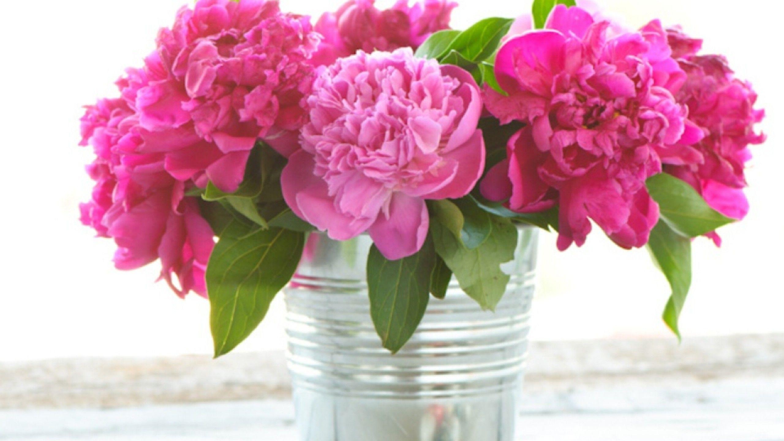 2560x1440 Peonies Wallpaper Desktop, Desktop