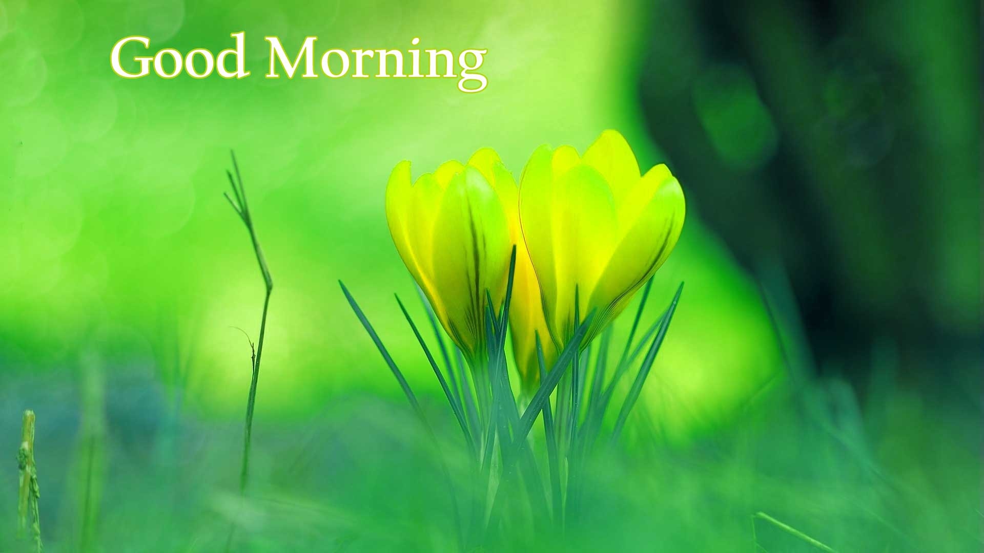 1920x1080 Good Morning Flowers Image Photo Pics HD Download Here, Desktop