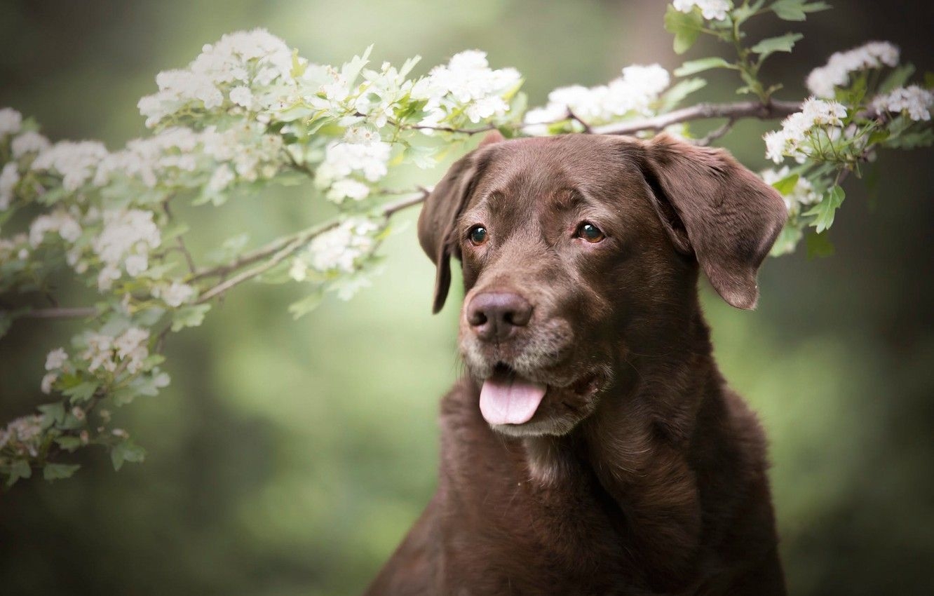 1340x850 Wallpaper language, look, face, flowers, branches, nature, portrait, dog, spring, white, flowering, green background, brown image for desktop, section собаки, Desktop