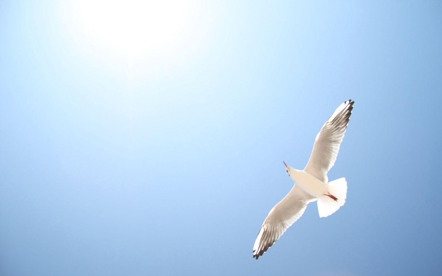 1680x1050 seagull wallpaper. Wide, Desktop