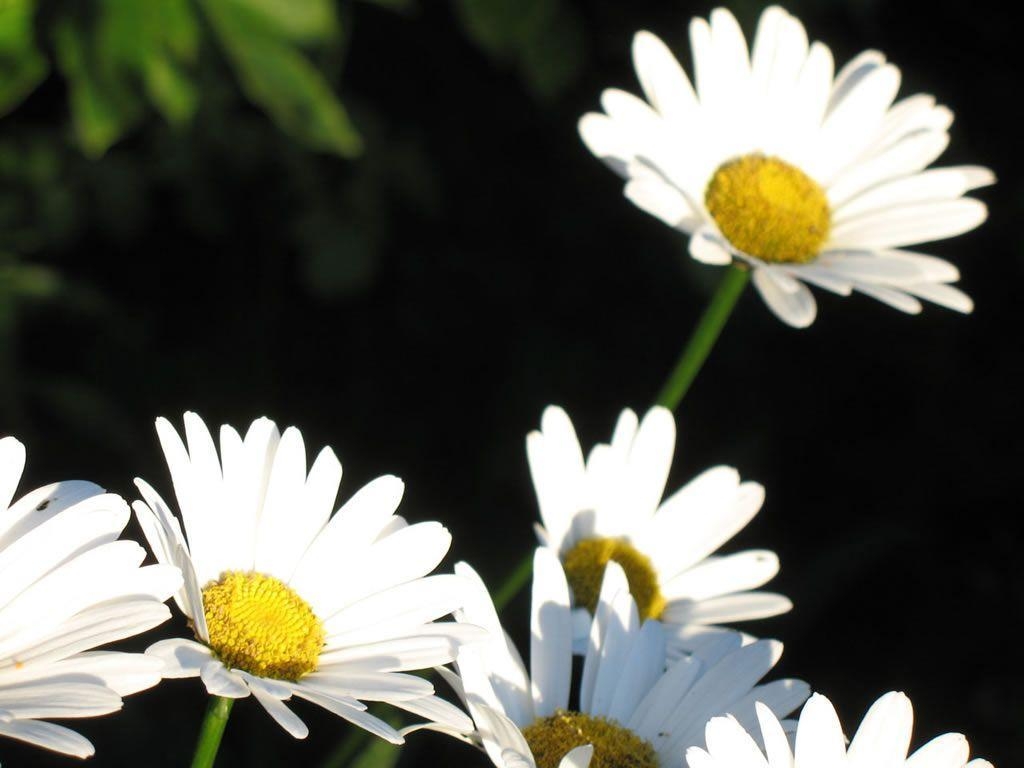 1030x770 Daisy Flower Wallpaper, Desktop