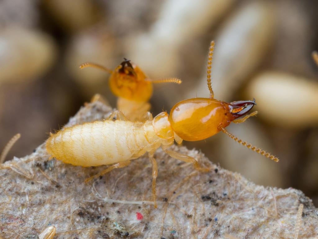 1030x770 Termite Wallpaper. Termite, Desktop