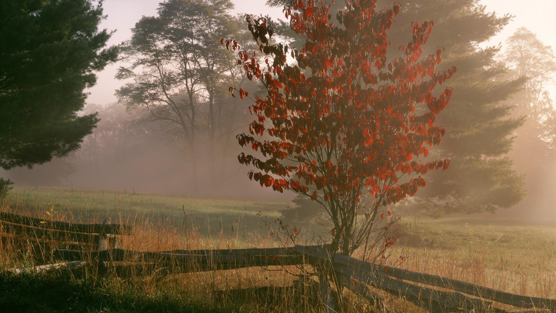 1920x1080 virginia state flower wallpaper, Desktop