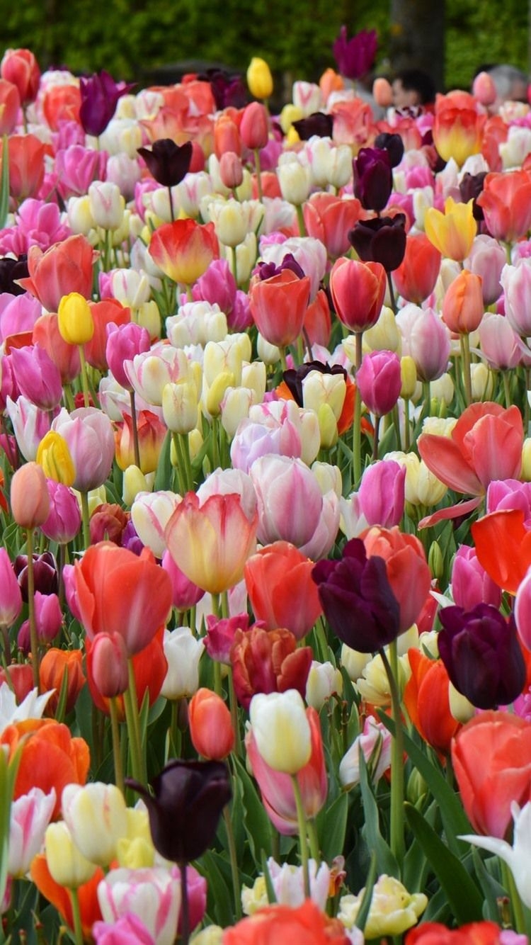 750x1340 Spring, Garden Flowers, Colorful Tulips  IPhone 8 7 6 6S Wallpaper, Background, Picture, Image, Phone