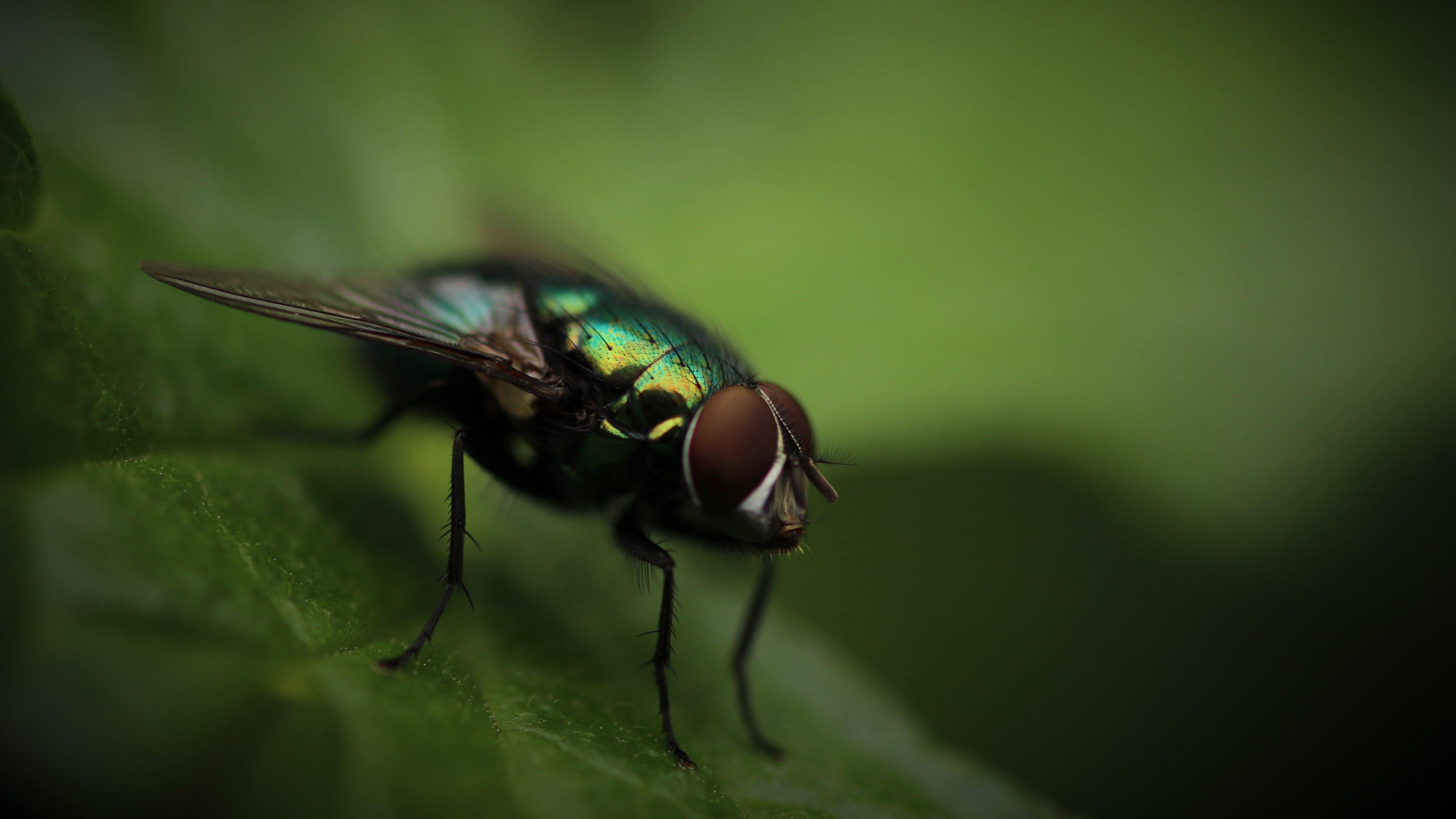 5120x2880 photography fly macro green bug insect blurred wallpaper, Desktop