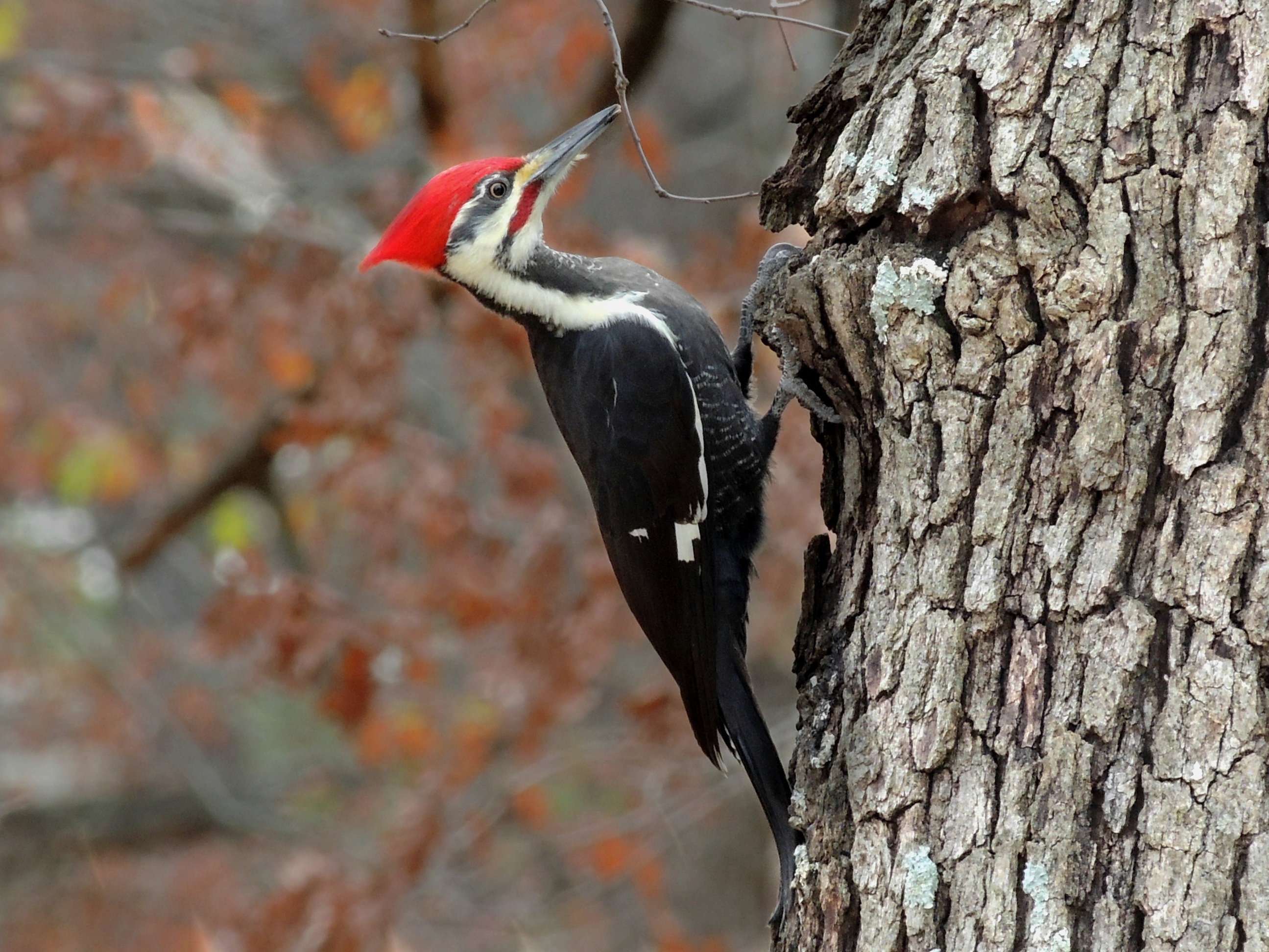 2600x1950 Woodpecker Bird Photo HD Wallpaper, Desktop