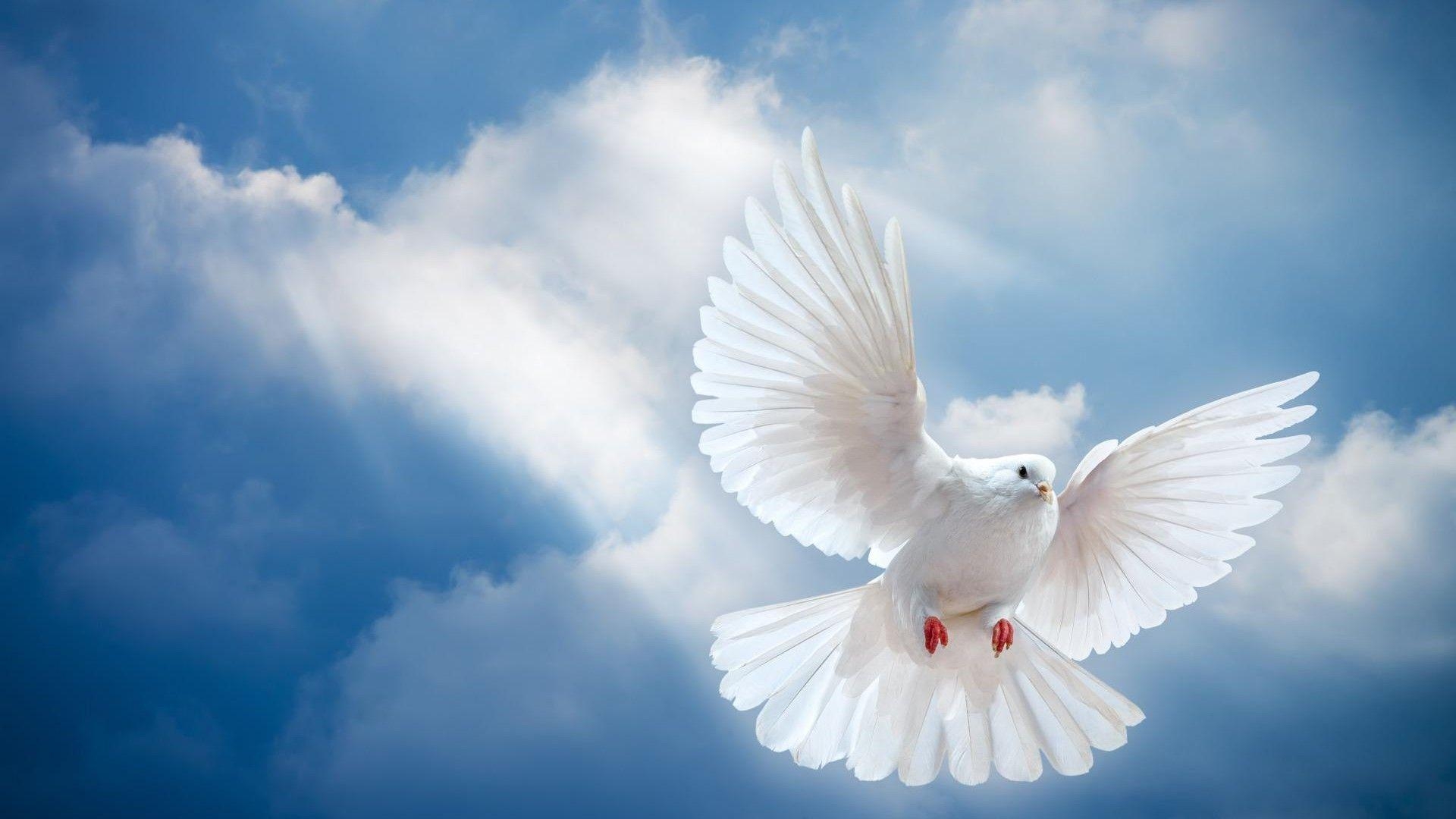 1920x1080 Wallpaper.wiki HD Photos Dove PIC WPB008843, Desktop