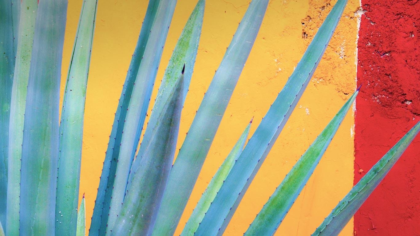 1370x770 Henequen agave, Yucatán Peninsula, Mexico wallpaper, Desktop