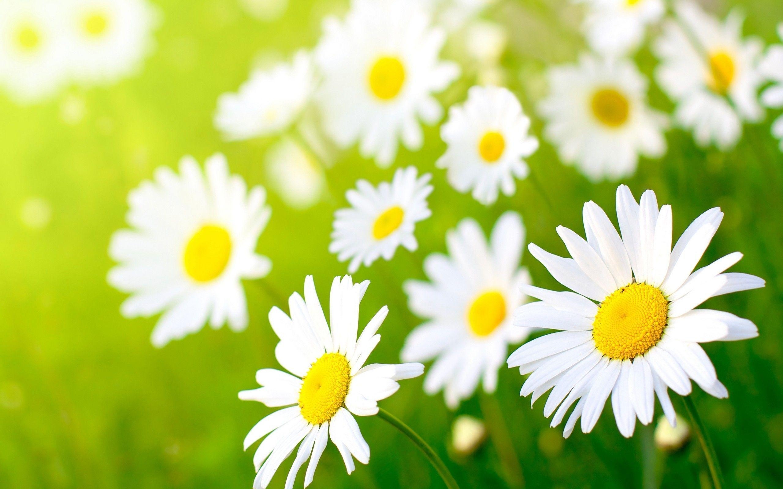 2560x1600 Beautiful Daisy Flower Picture 2119 px, Desktop