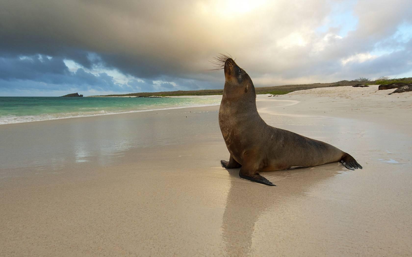 1680x1050 Seal Beach Wallpaper. Harp Seal, Desktop