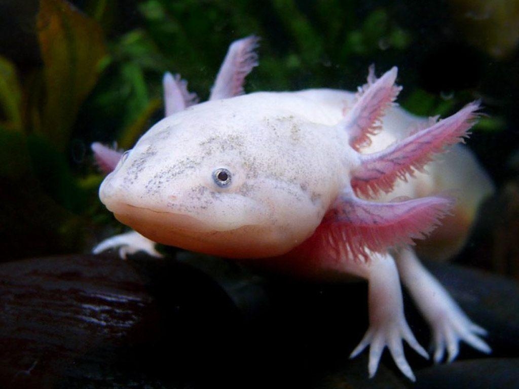 1030x770 Android Phones Wallpaper: Android Wallpaper Axolotl, Desktop