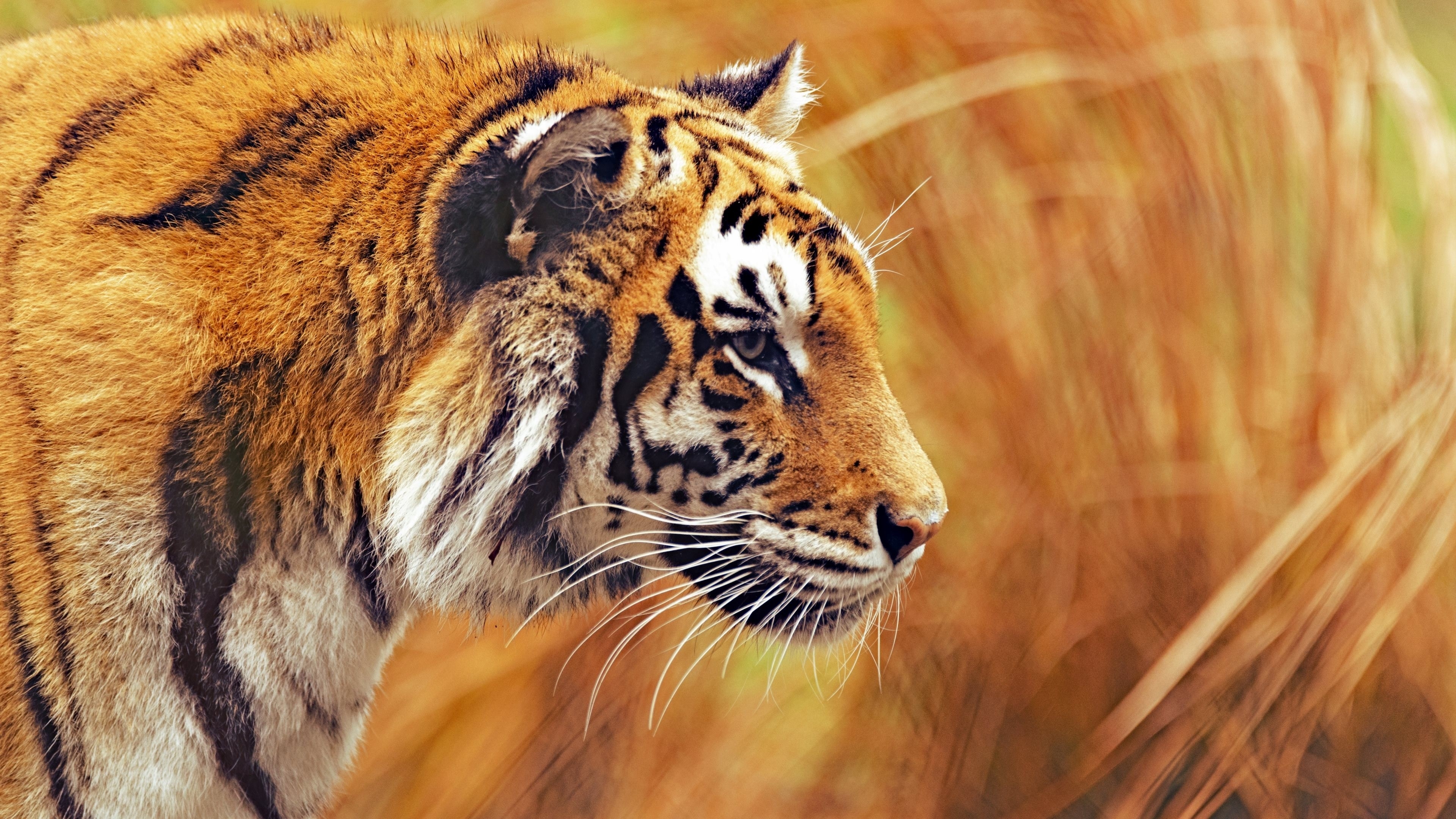 3840x2160 Tiger Wallpaper for Desktop, Desktop