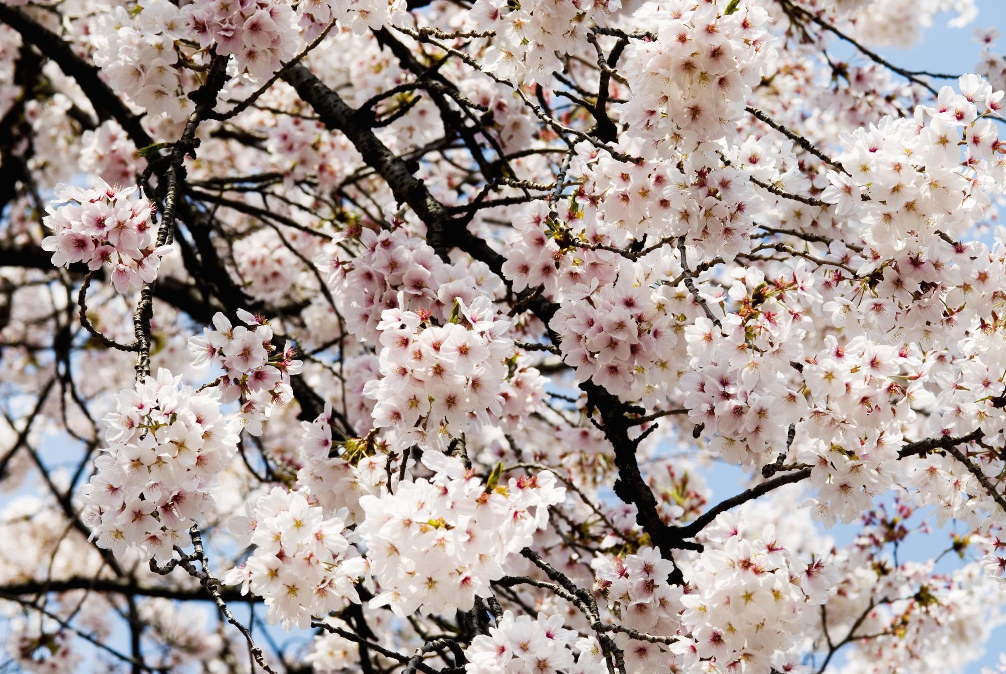 2000x1340 Cherry Blossom, Shinjuku Gyoen Park Wall Mural, Desktop