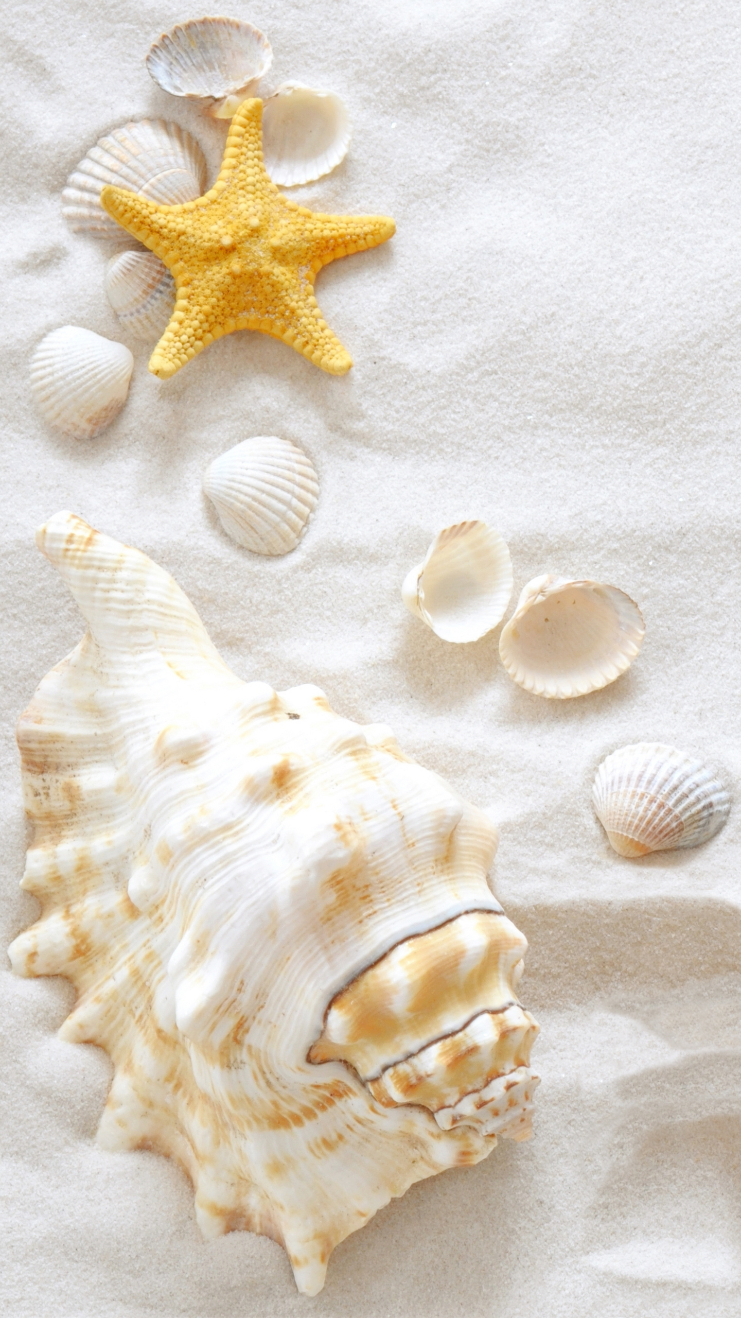 1440x2560 Samsung Galaxy S7 Sand and Clams Wallpaper, Phone