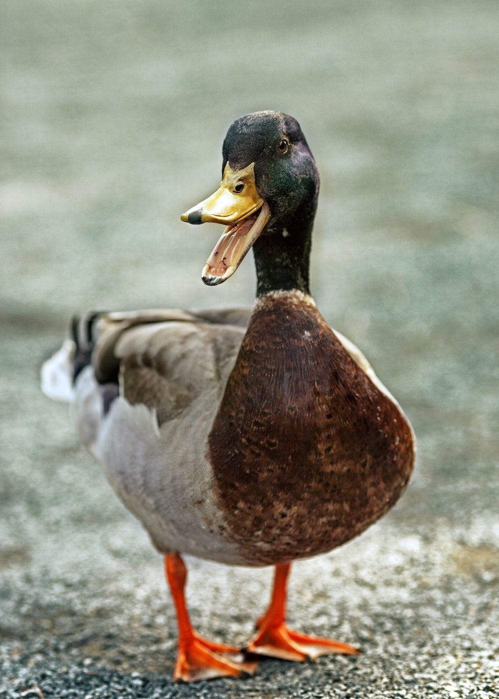 1000x1400 Duck Picture. Download Free Image, Phone