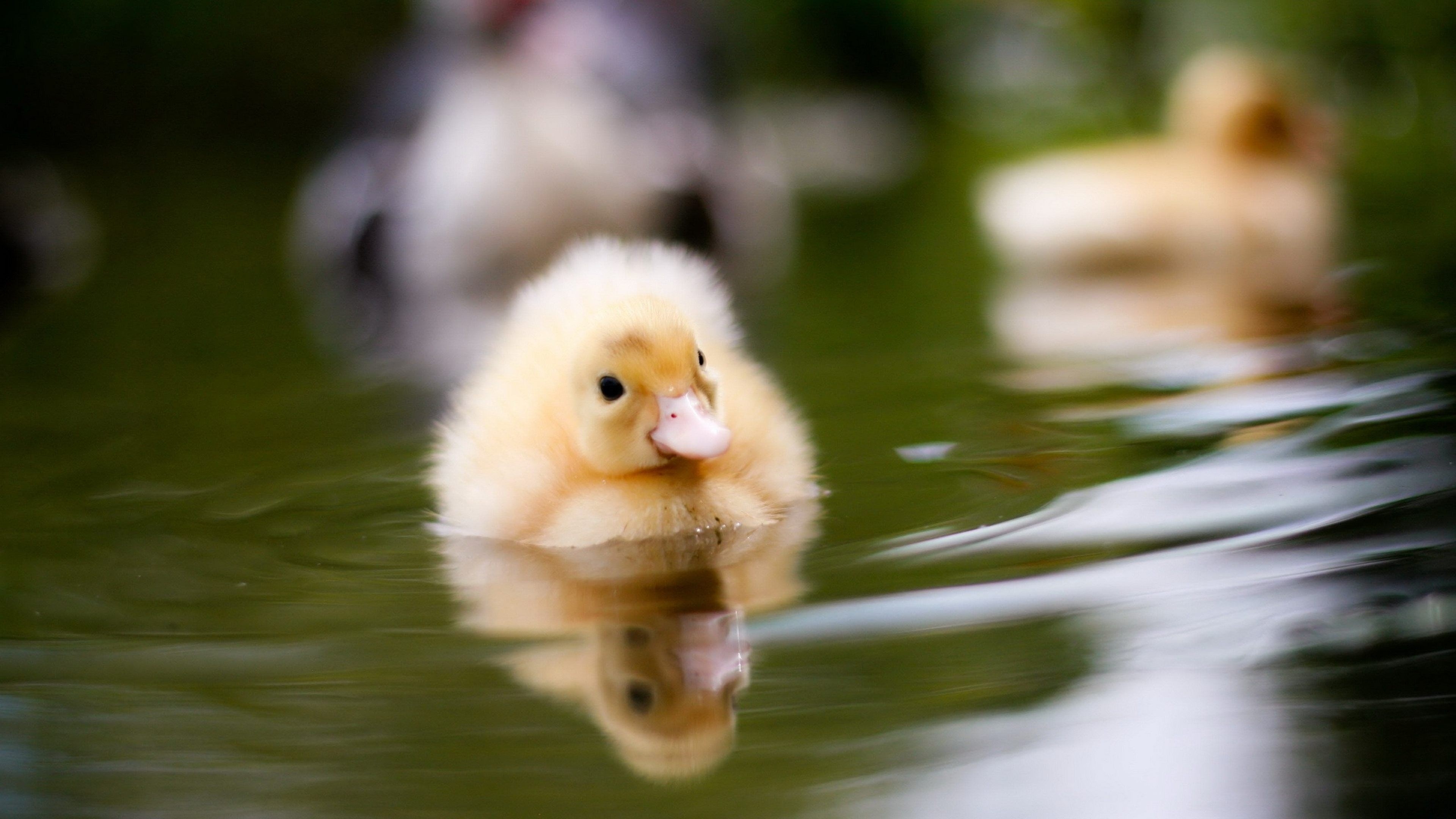 3840x2160 baby ducks swimming 4k ultra HD wallpaper High quality walls, Desktop