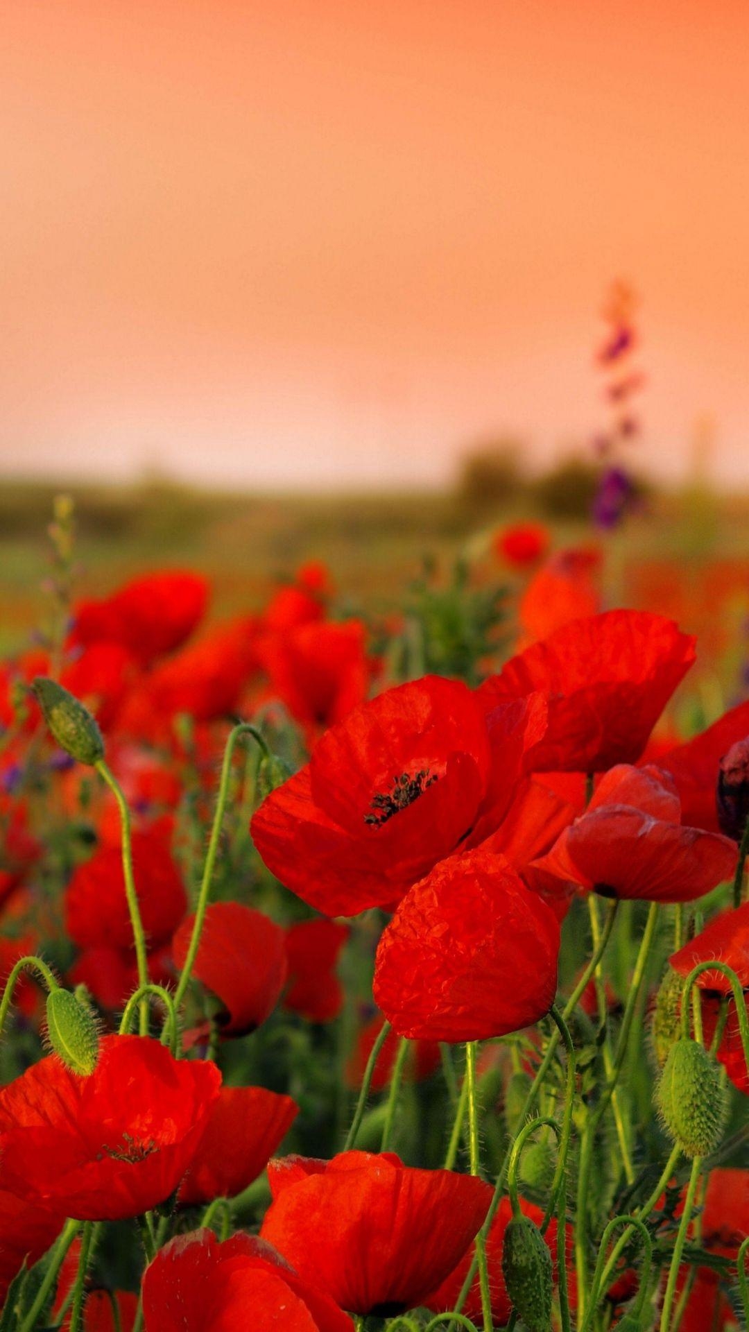 1080x1920 Wallpaper poppies, flowers, field, sharpness, summer, Phone