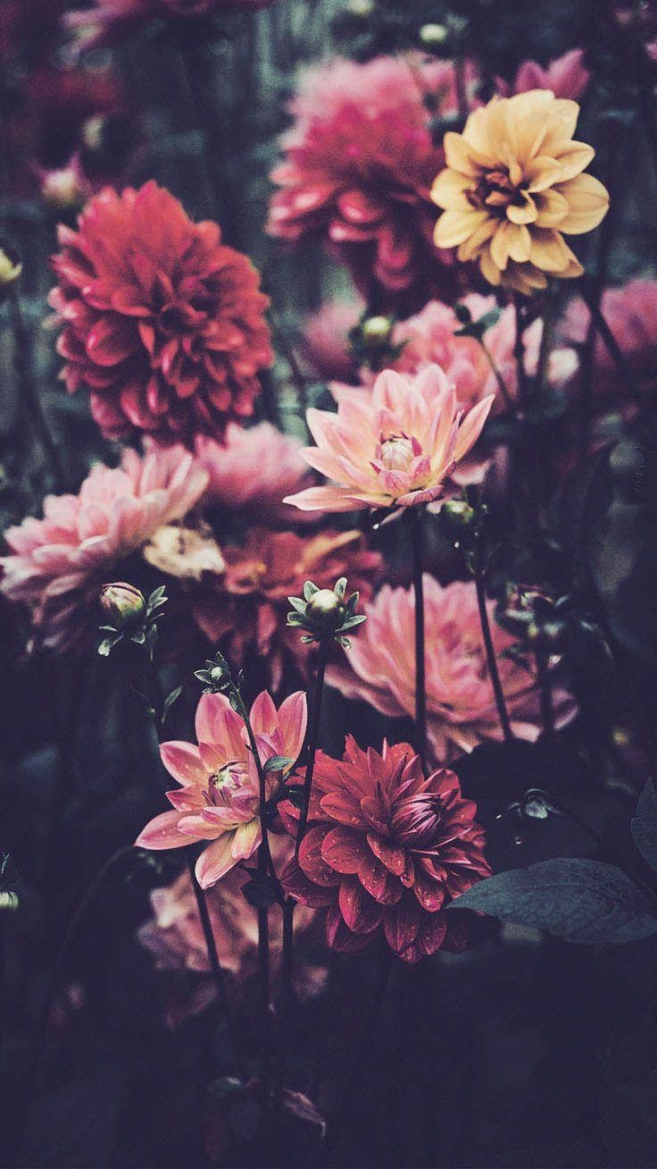 740x1310 Pretty Wallpaper For Your New iPhone Xs Max. Flower Photography, Phone