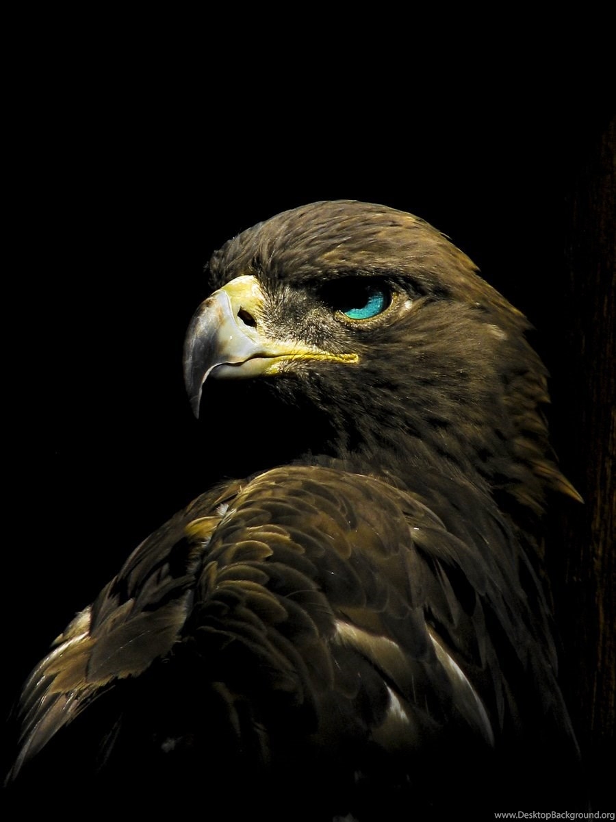 900x1200 New Golden Eagle Wallpaper Phone Desktop Background, Phone