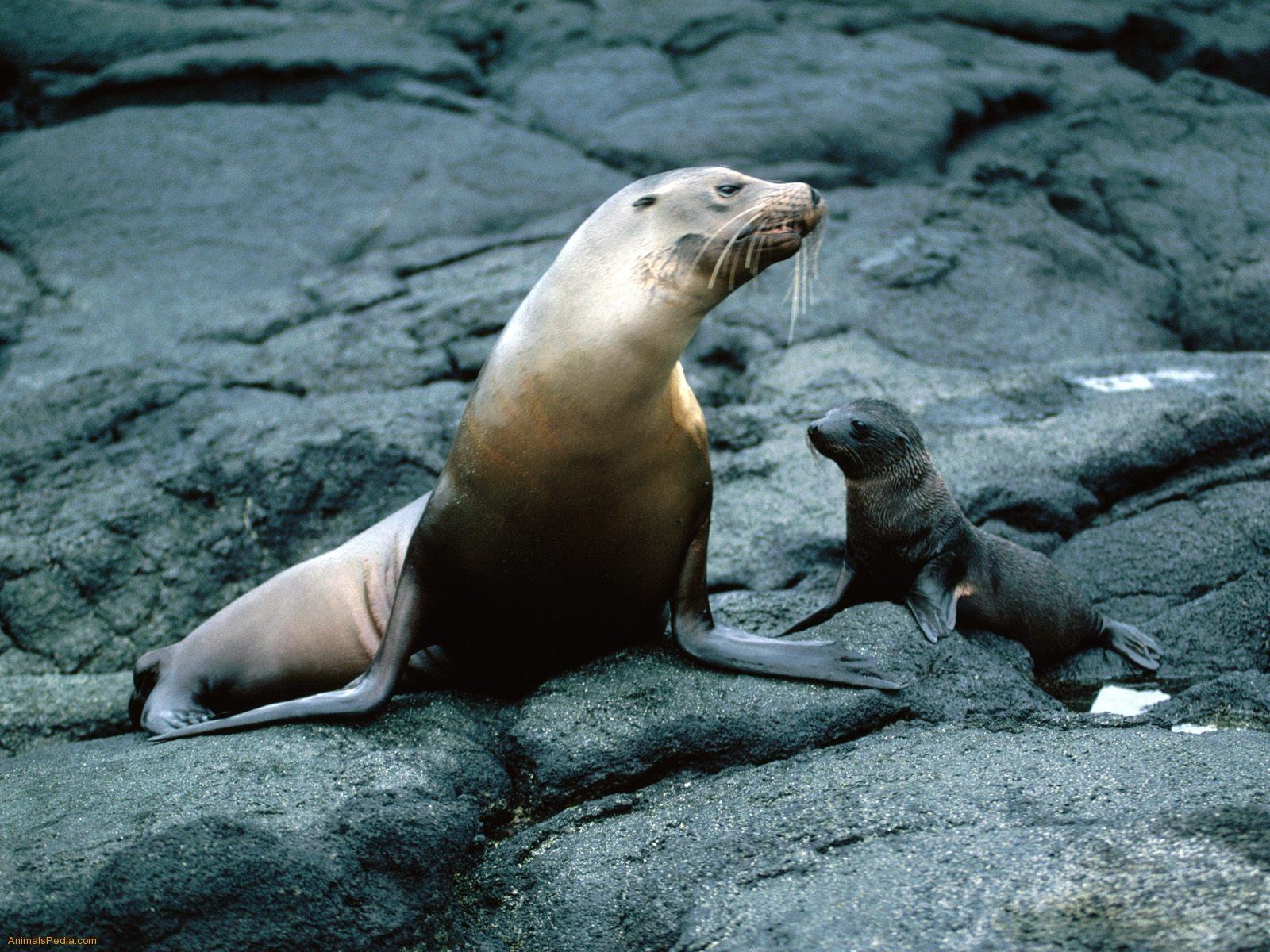 1600x1200 Sea Lion Wallpaper, Desktop